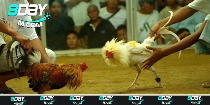 Đá Gà Philippines – Hình Thức Đấu Hấp Dẫn, Đầy Kịch Tính