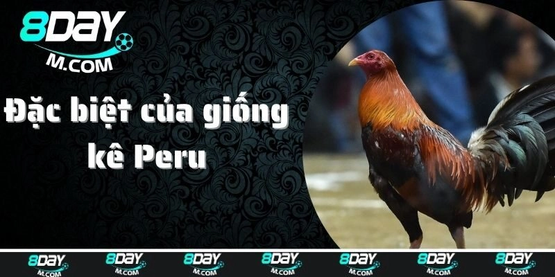 Đá Gà Peru Với Những Trận Đấu Hấp Dẫn Và Kịch Tính Tại 8day