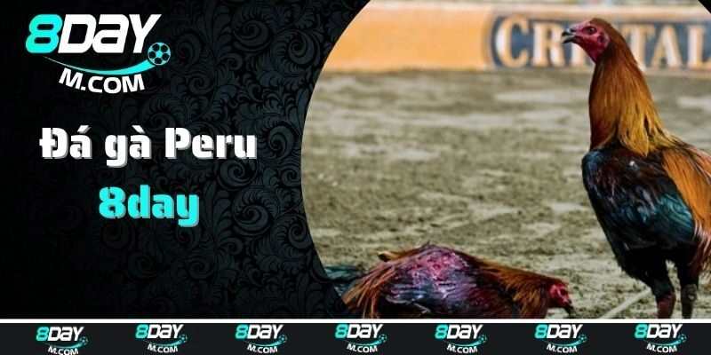 Giới thiệu về đá gà Peru siêu hấp dẫn
