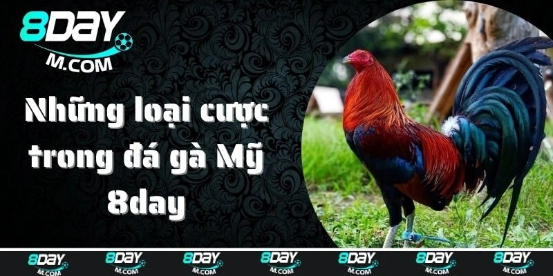 Những loại cược trong đá gà Mỹ 8day