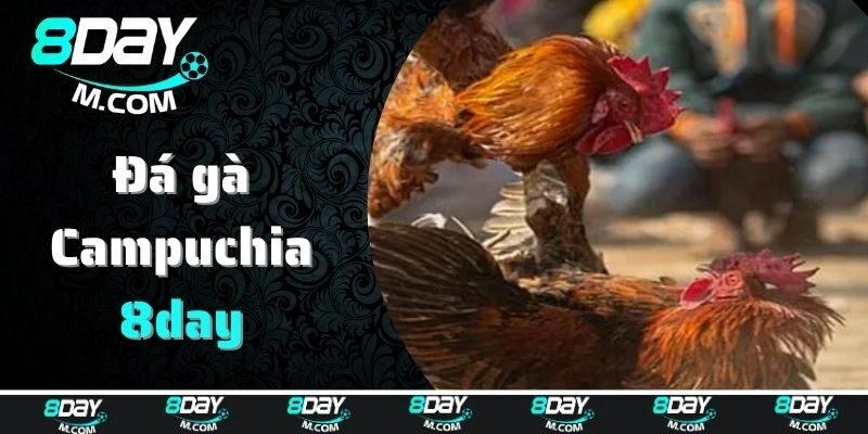 Thông tin cơ bản về đá gà Campuchia